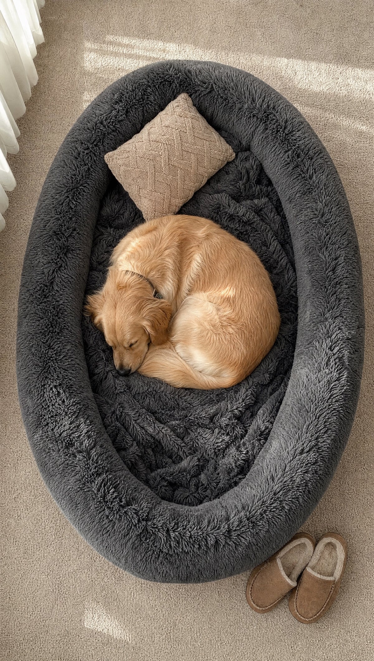 Overhead view of a golden retriever curled in the 71 by 45 inch charcoal dog bed with slippers beside it for scale