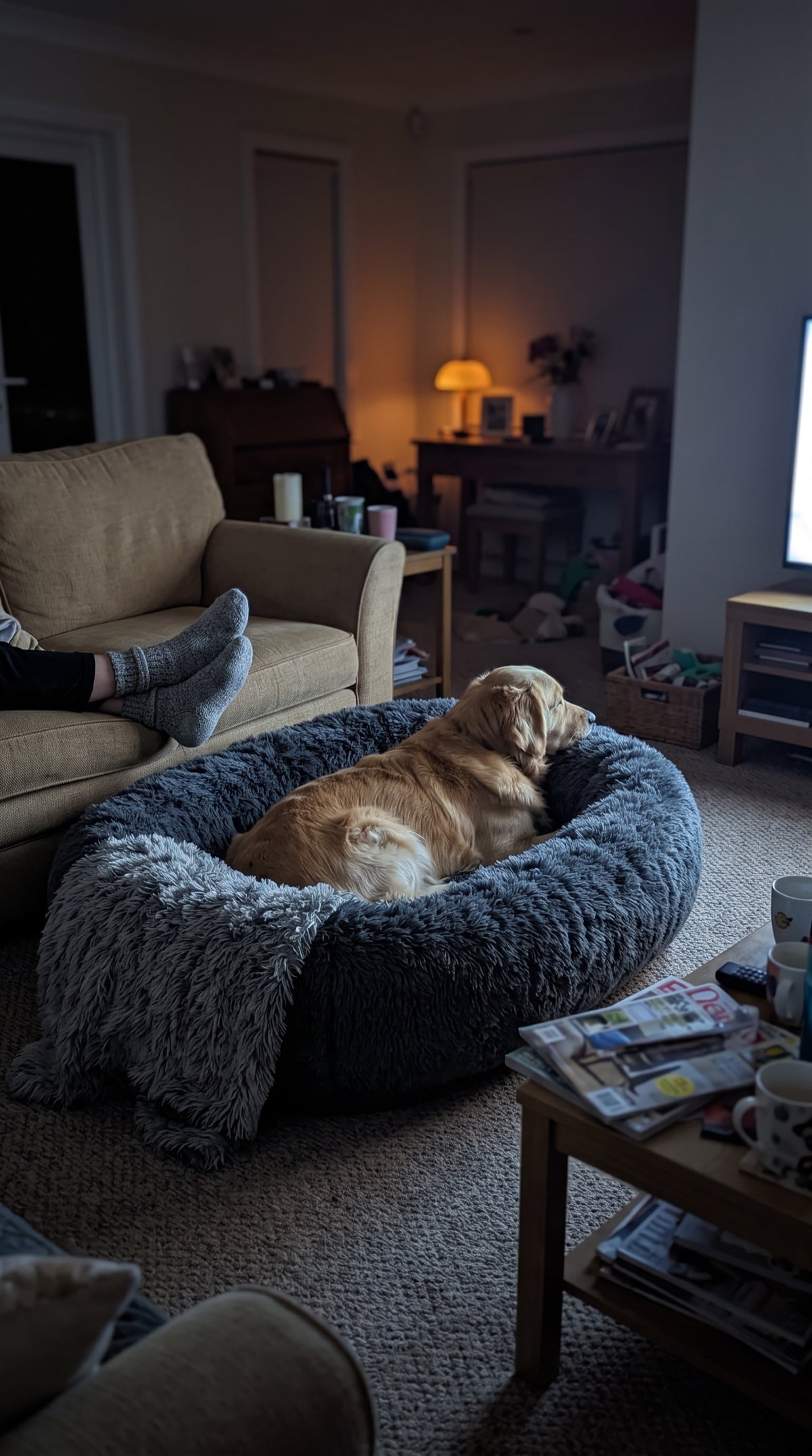 Golden retriever settled on the charcoal CalmCurl bed beside the sofa during movie night