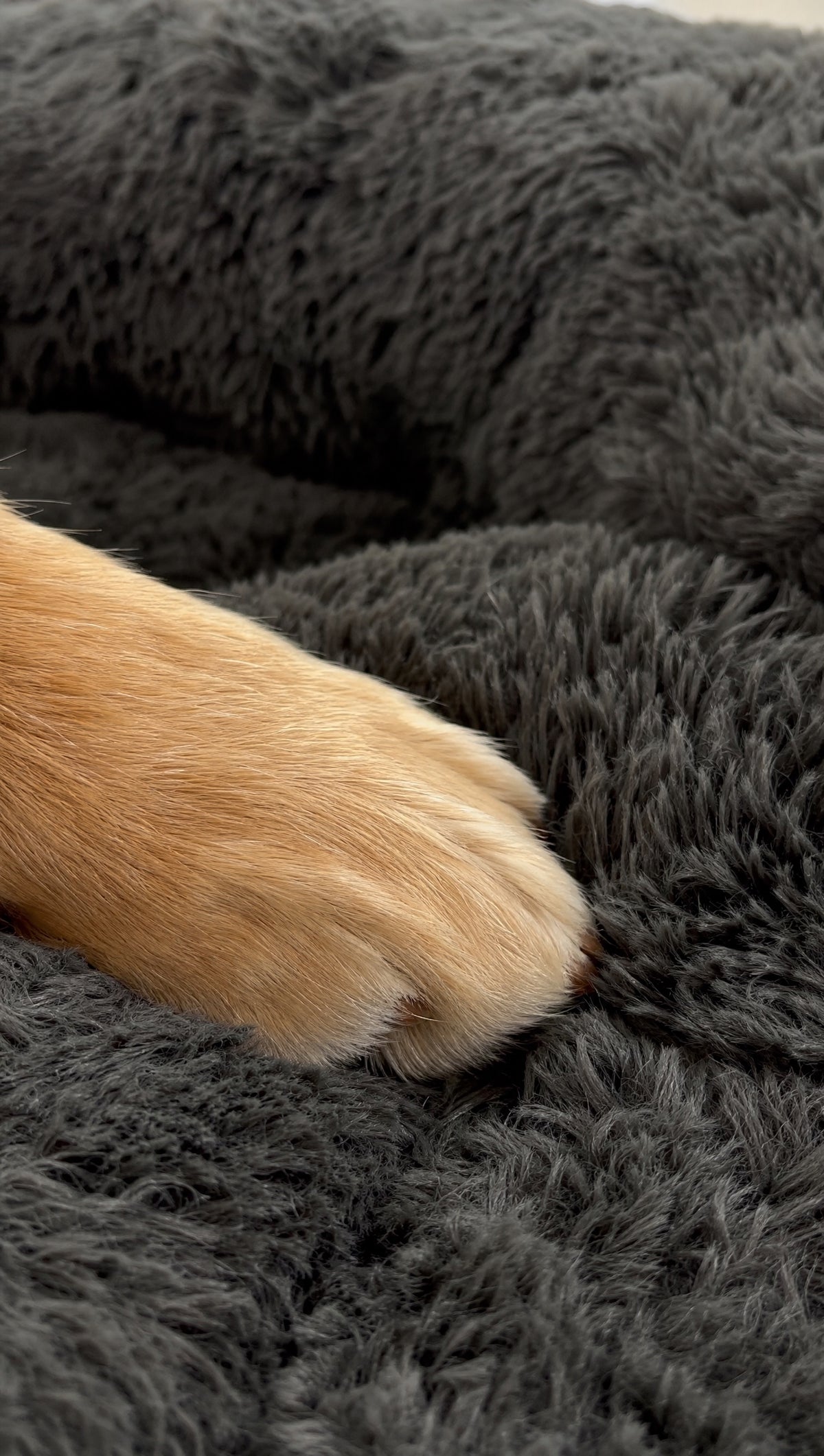 Close view of a golden retriever paw resting on deep charcoal faux fur