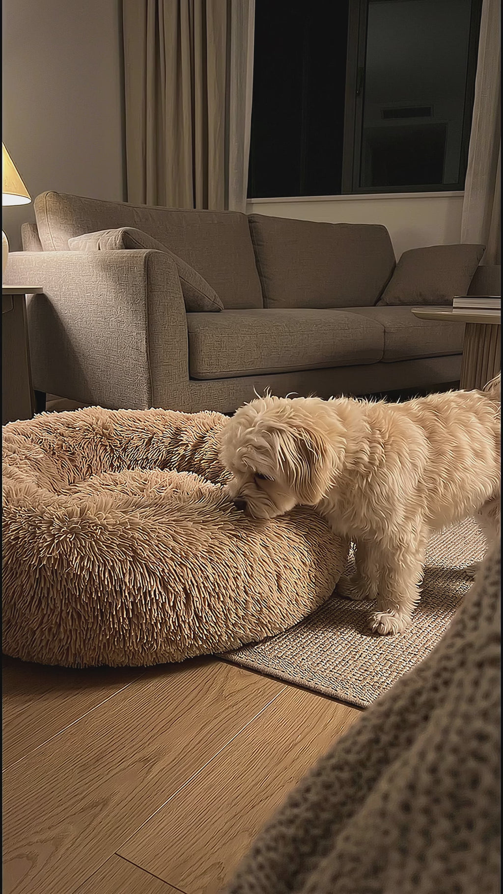 Small dog stepping into the CalmCurl calming donut bed at night, circling and settling to sleep